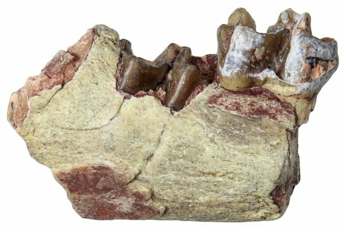 Fossil Horse (Mesohippus) Jaw Section - South Dakota #289549